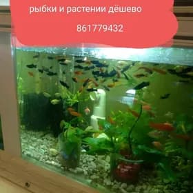 рыбки аквариумные