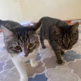 Котам Ищем Девочек