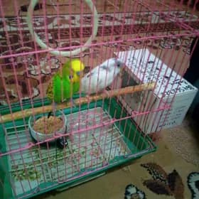 PAPUGAY 2 SANY