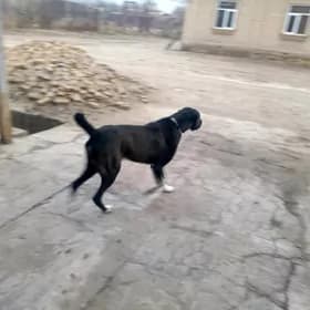 Turkmen it