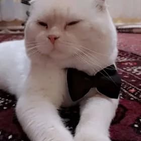 kot pamuk