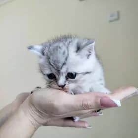 шотландские котята
