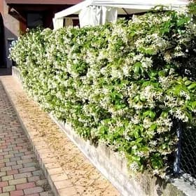 jasmin