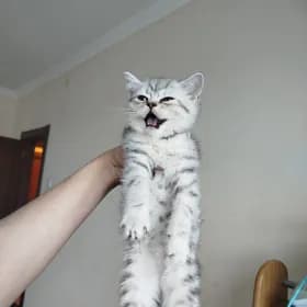 шотландские