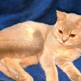 Шотландский Кот
