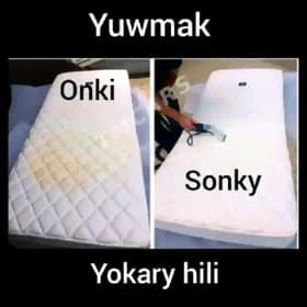 haly moyka