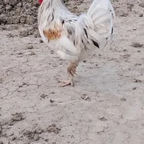 yumurtga lohman sendy