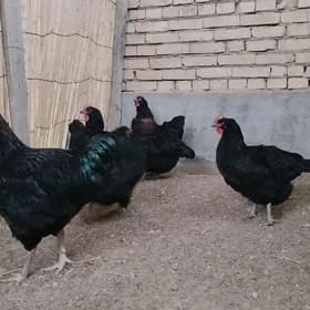 ýumurtga jersi gigant towugyňk