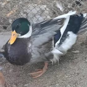 Ýabany gibrit Ýaşylbaş jüýje