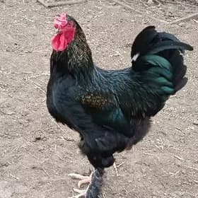 LİGAND HORAZ
