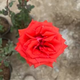 golland bagul roza