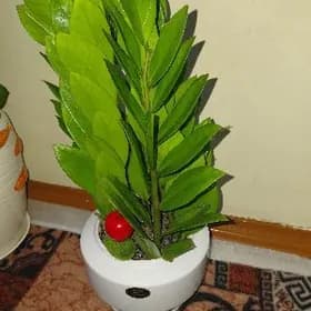 öý gülleri