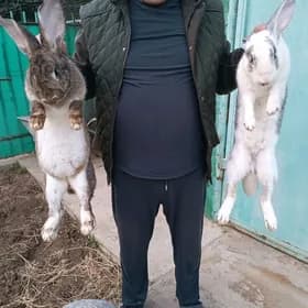 flandr towşan welikan великан