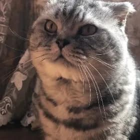 кот Арчи