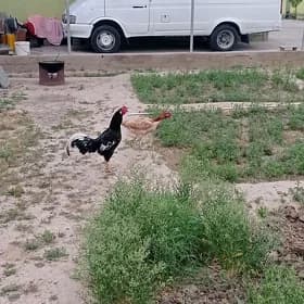 ташкент