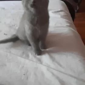катята