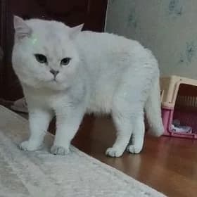 кот