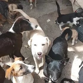 Собачки