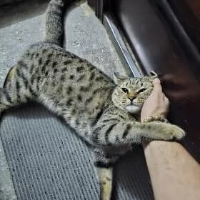 Нашёл кота