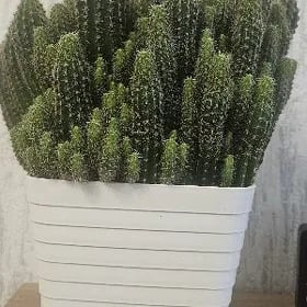Кактус