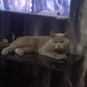кот