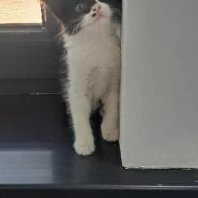 домашний котёнок продаётся