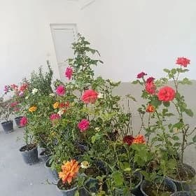 Roza gul nahaly