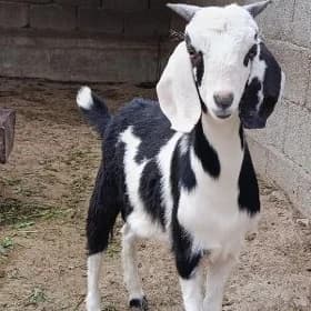 GİBİRİT PÄKİSTAN TEKE