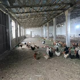 товук