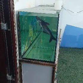 akula 60sm