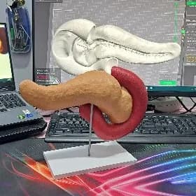 Anatomiya maket