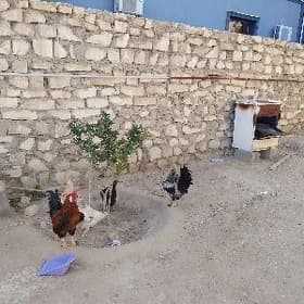satlyk horazlar