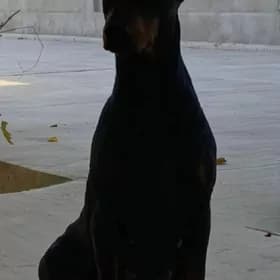 щенка добермане çaga doberma