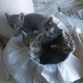 кошка pishik
