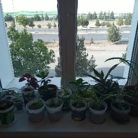 Otog we ofis gulleri