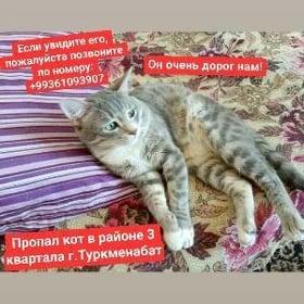 кот пропал