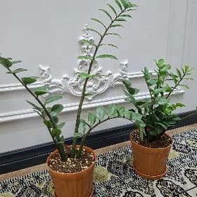 комнатные цветы