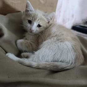 кошечка