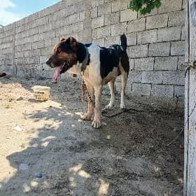 Turkmen gujuk