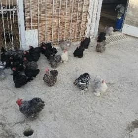 Karlık kohnik✅