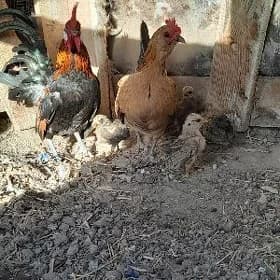 Serama Karlik Para