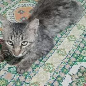 MUGT ERKEK PISIK