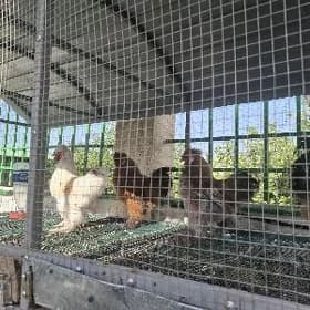 Towşan tüý horazlar