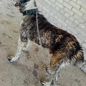 📢Çopan Küçük 📢