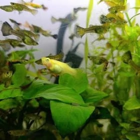 Гуппи