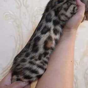 Bengal