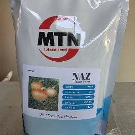SOGAN TOHUMY (GÜÝZLÜK)