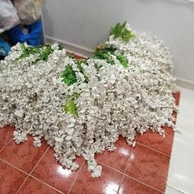 Gül kaşdan Satlyk