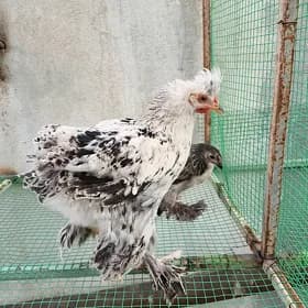 balgar juyje