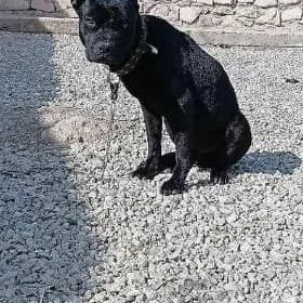 KÖNE KORSE BILEN PITBUL GARYŞA